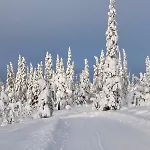 Skarveglott In Out * Nesbyen