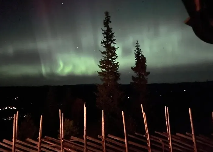 Skarveglott In Out *